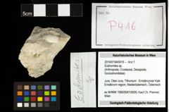 Foto (Objekt + Etiketten) von Eodromites sp. 